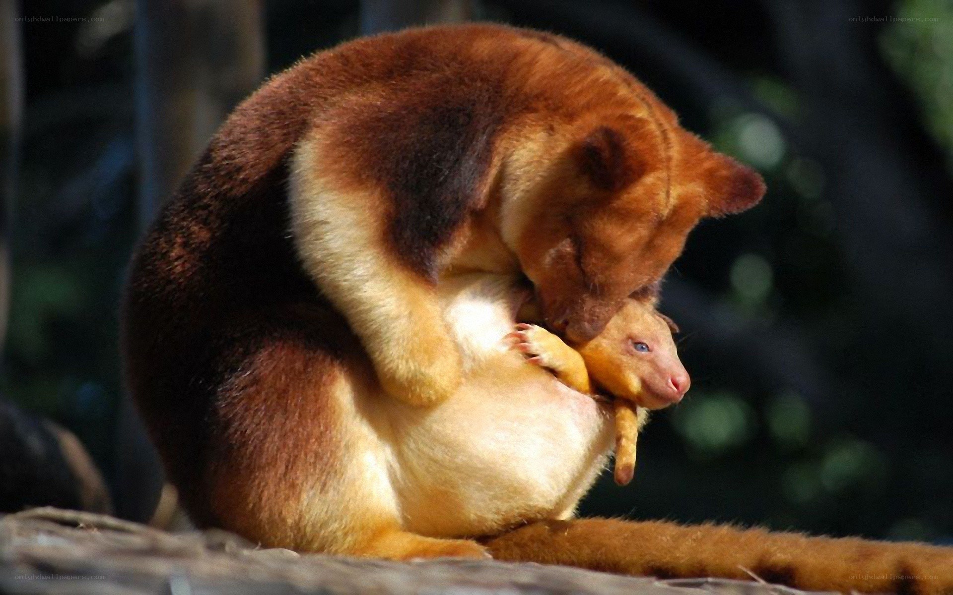 Wallaby with joey in pouch