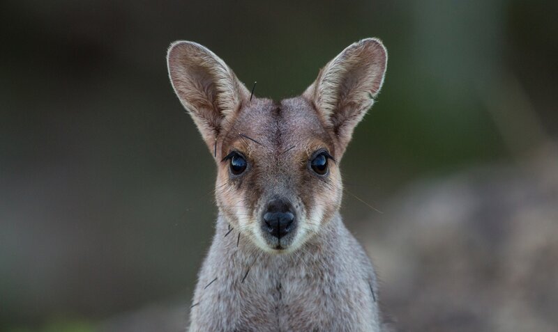Wallaby with Thorns