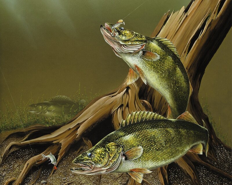 Walleye fish hunting underwater
