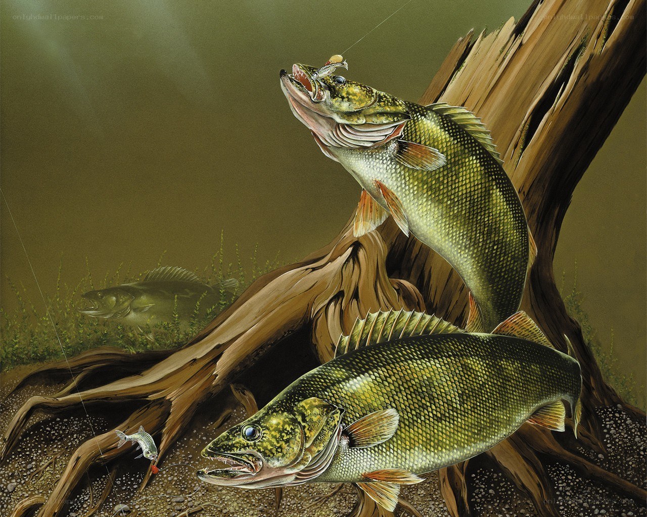 Walleye fish hunting underwater
