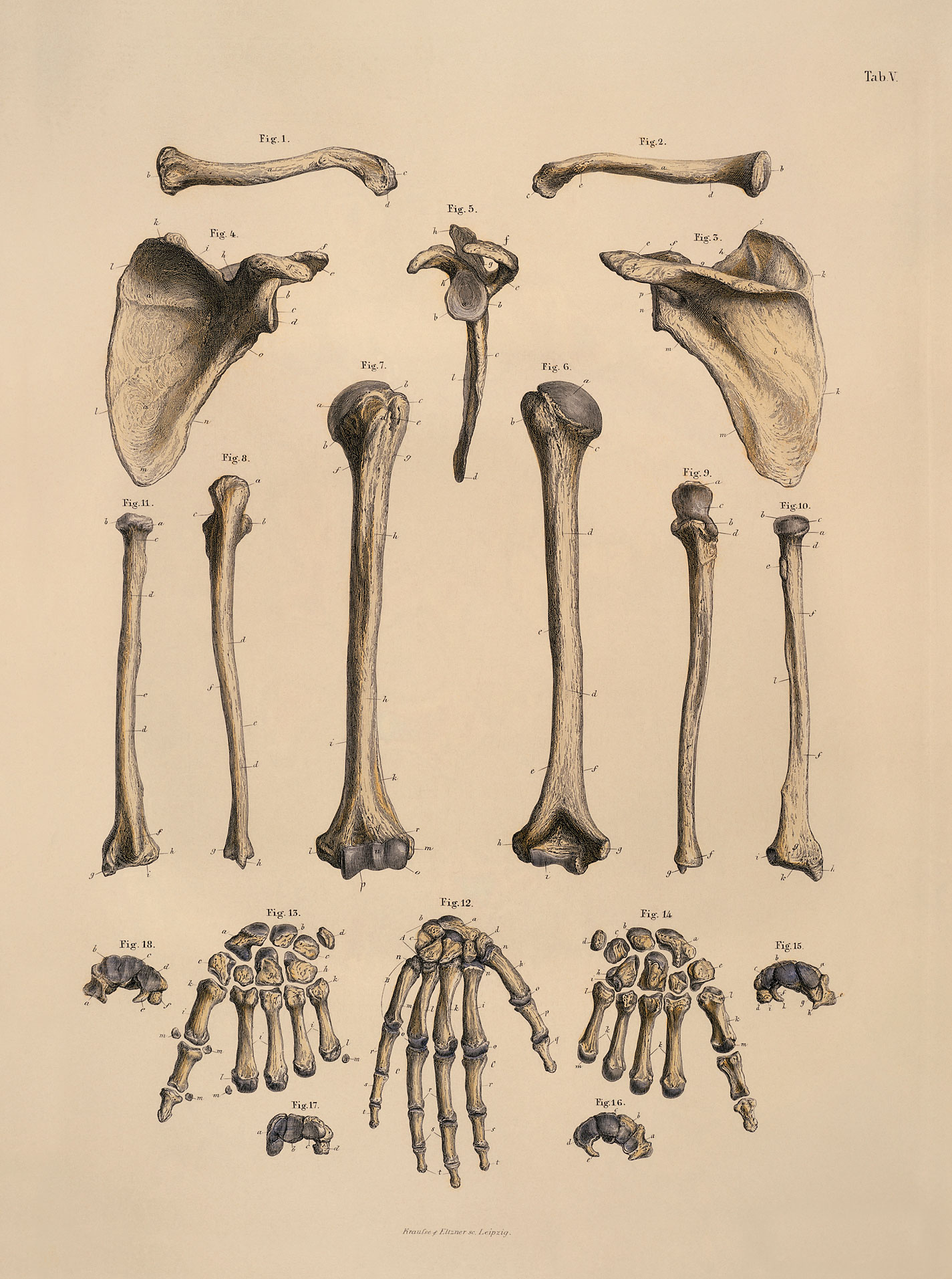 Кости человека рисунок исторический источник