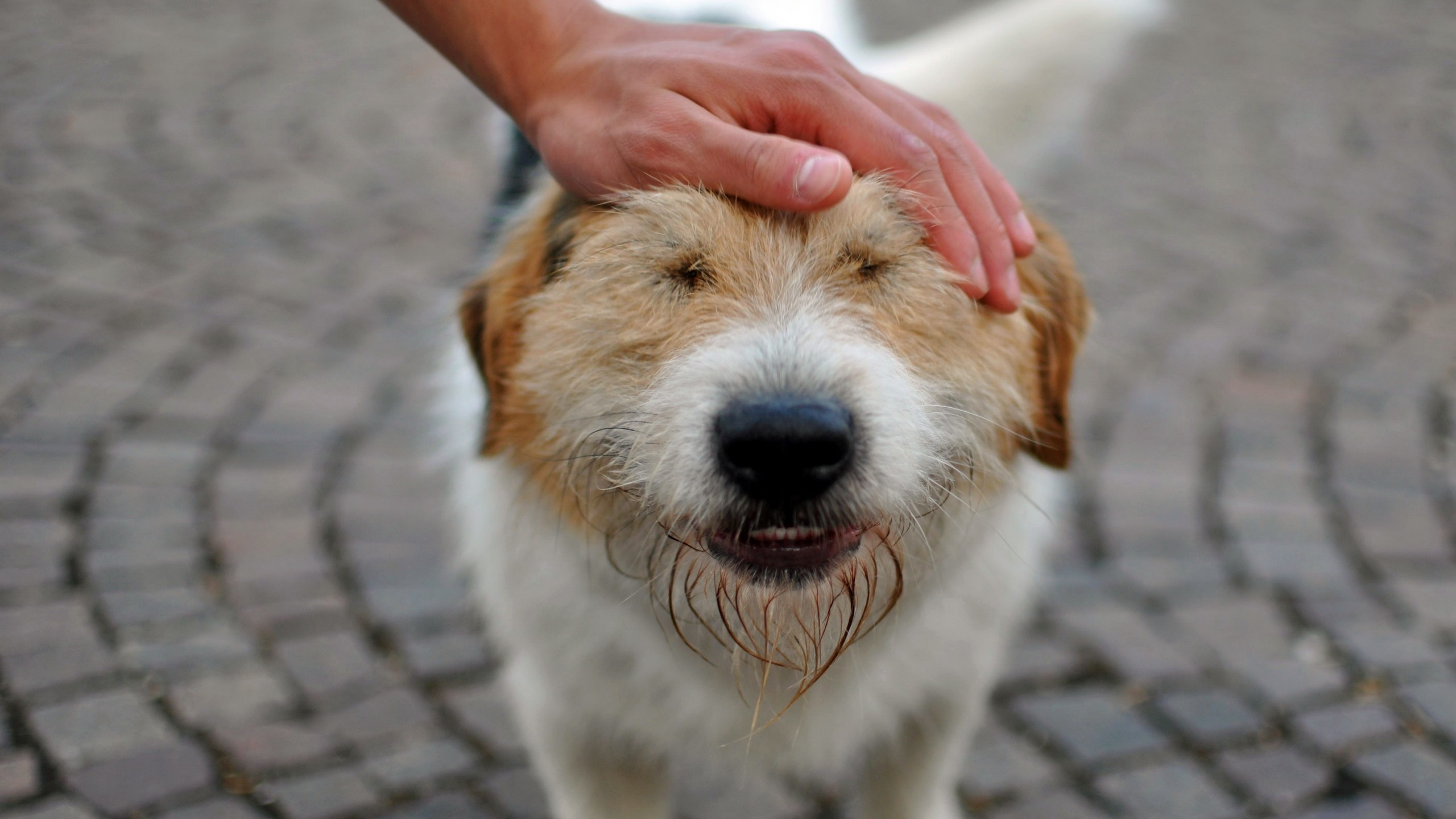 1 good dog. Гладит собаку. Поглаживание собаки. Рука гладит собаку. Собаку гладят по голове.