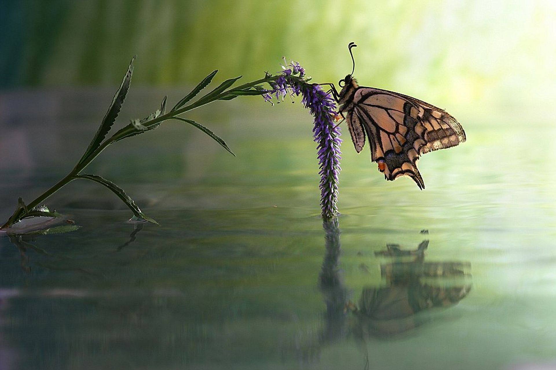 Тихо бабочки летают. Бабочки в природе. Бабочка над морем. Бабочки над водой. Отражение бабочки.