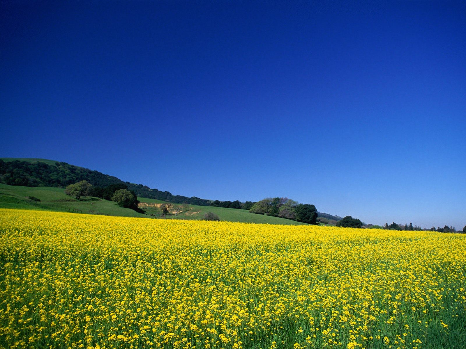 Милости твоей полна вся. Желтое поле. Поле рослин. Цветы пейзаж желтый. Желто голубой пейзаж фото.