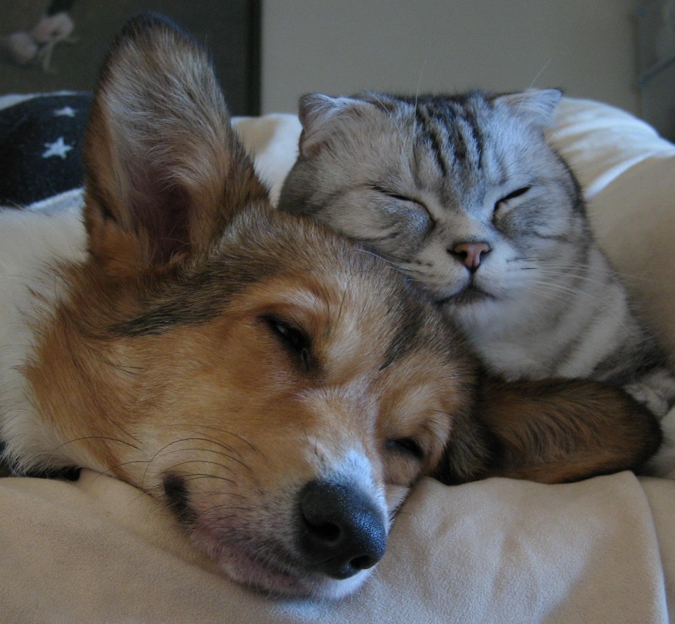 Собаки вместе спят. Кошки и собаки. Коты и собаки вместе. Животные спят вместе. Животные друзья.