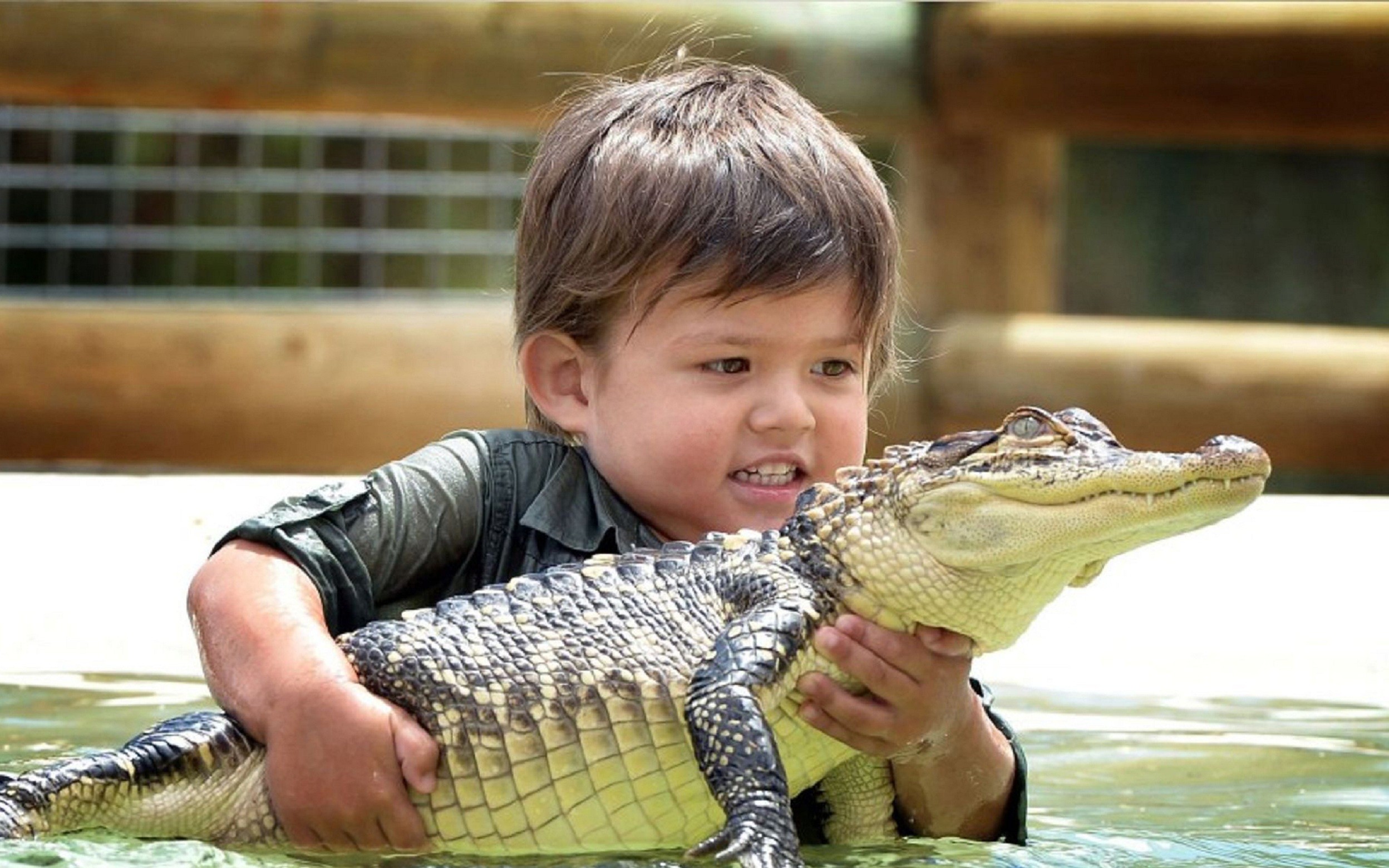 Самого храброго человека. Крокодил малыш. Маленький Аллигатор. Маленький Крокодильчик. Детеныш крокодила.