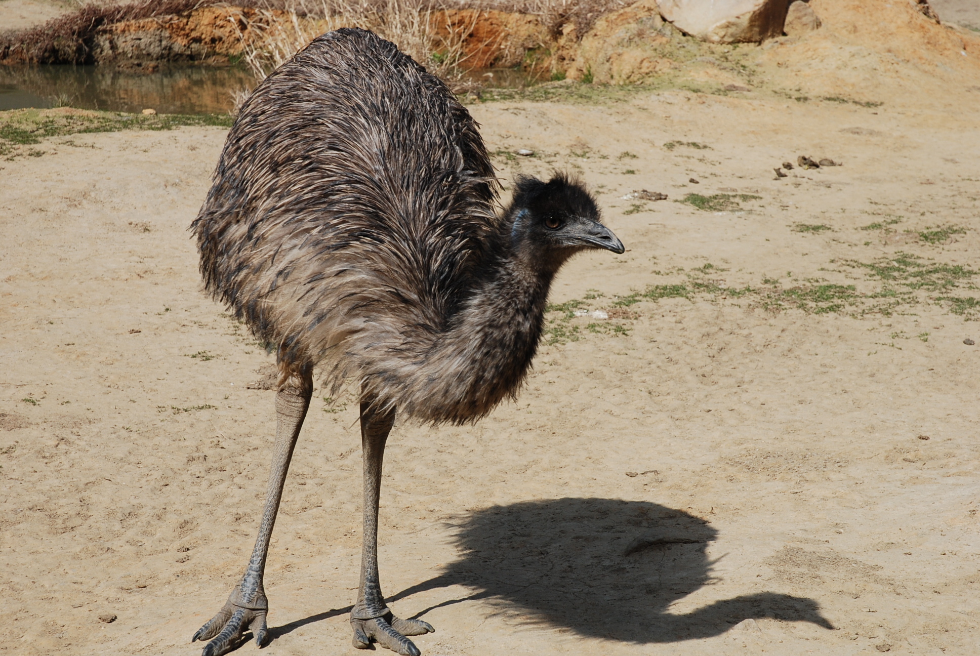 Страус птица или животное. Австралийский страус эму. Животные Австралии страус эму. Птицы Австралии страус эму. Страусенок эму.
