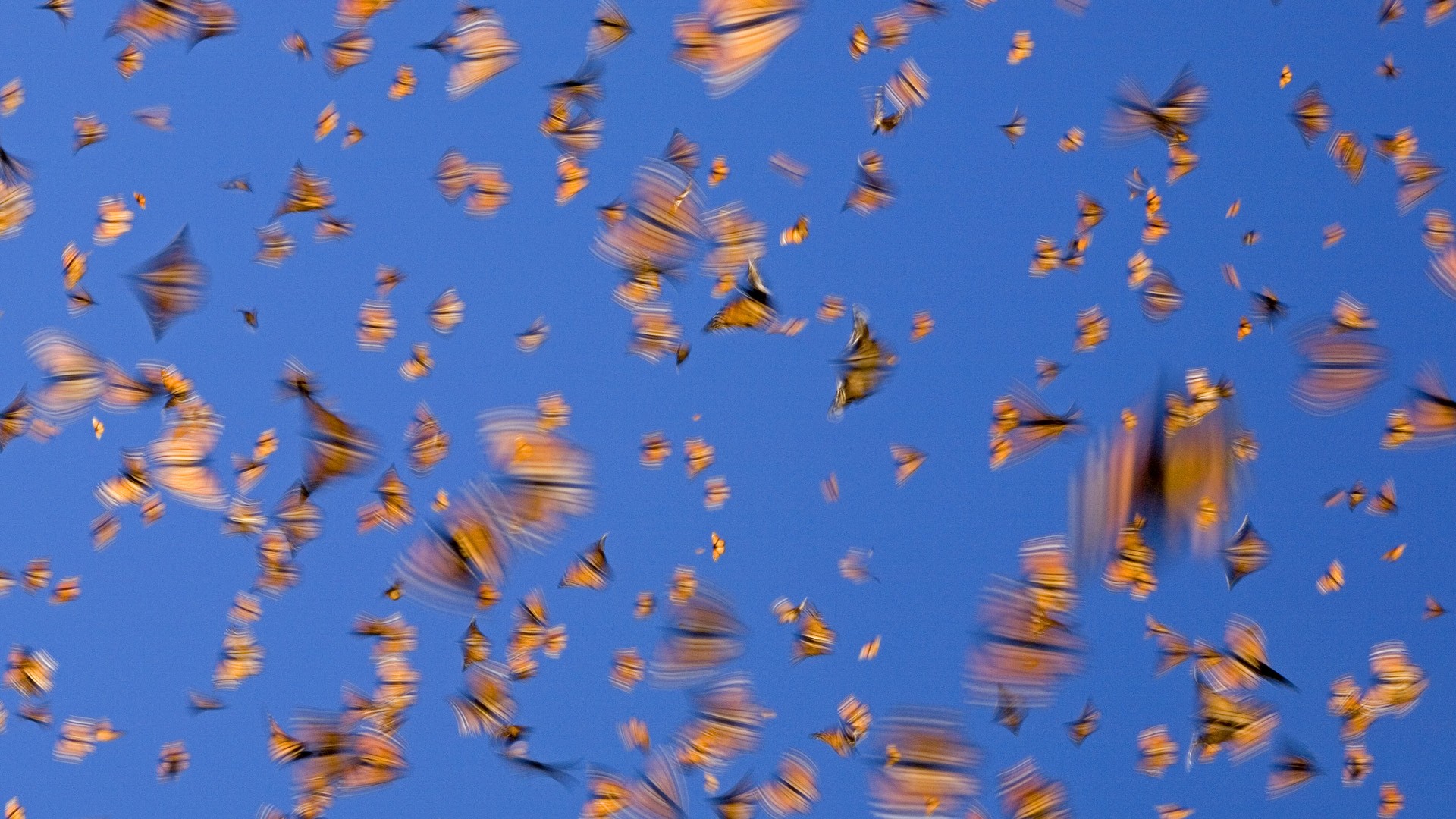 Бабочек легкая стая. Инго Арндт бабочка. Много бабочек. Стая бабочек. Много летающих бабочек.