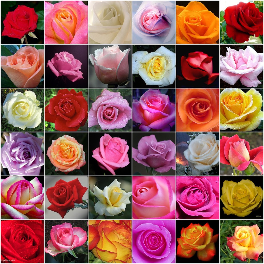 Какие есть розы по цвету. Сорта голландских и эквадорских роз. Розы разных цветов. Разные цветочки. Расцветки роз.