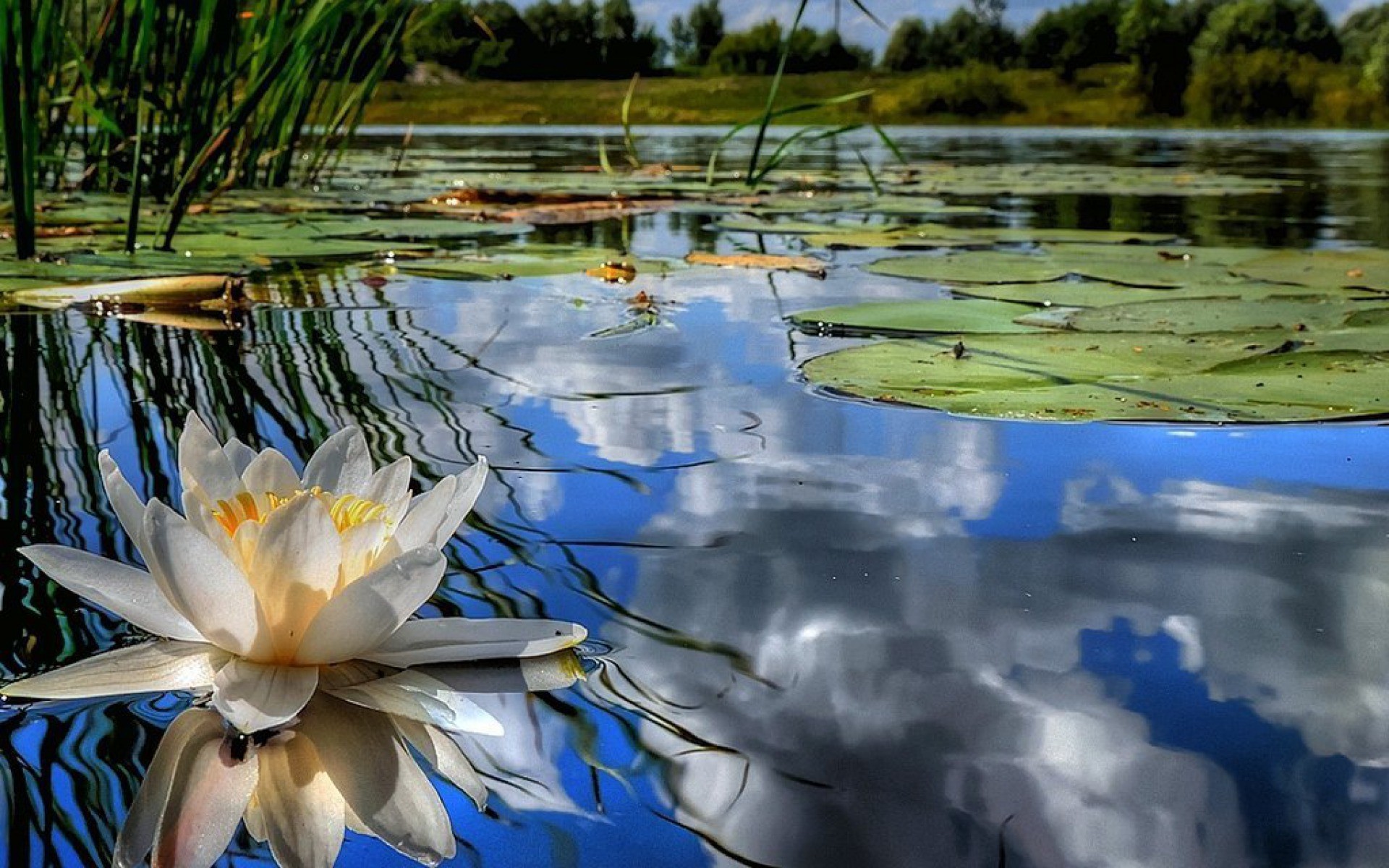 Вода цветы красиво. Озеро Селигер кувшинки. Кувшинки Северский Донец. Озеро с кувшинками. Отражение в воде.