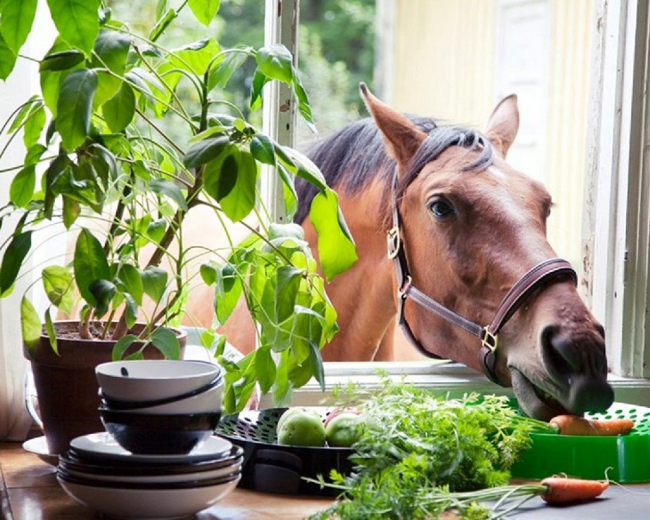 Лошадь ест морковку