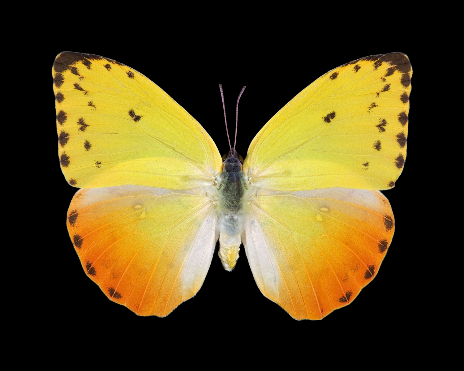 Желто зеленая бабочка. Бабочка желтушка Полярная. Бабочка желтушка Альпийская. Бабочка лимонница крушинница. Бабочка желтушка чёрная.