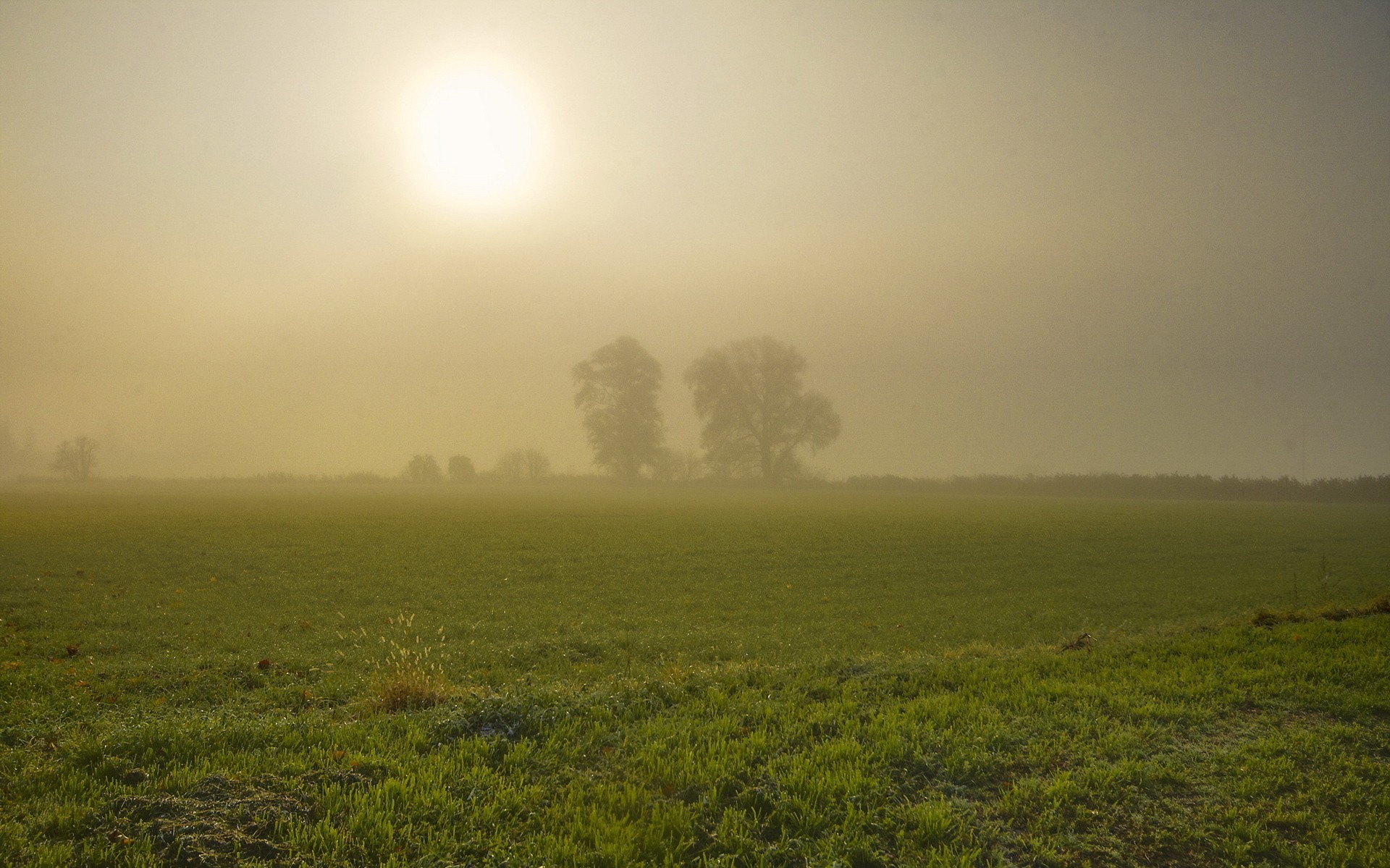 Дымка горизонта. Туманное поле. Туманное утро в поле. Поле утро туман. Поле в тумане ранним утром.