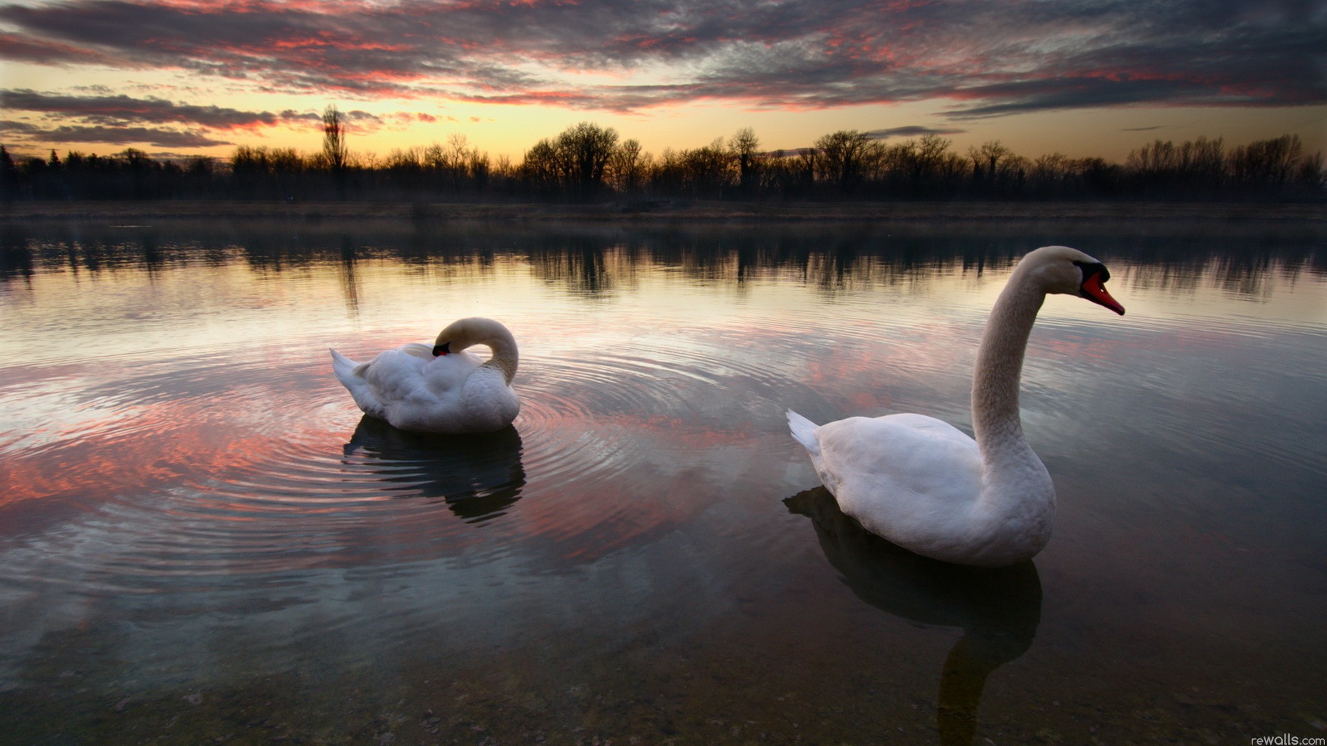 Будет озеро будут лебеди. Лебедушка Лебединое озеро. Лебеди на озере. Лебеди в пруду. Лебеди на озере вечером.