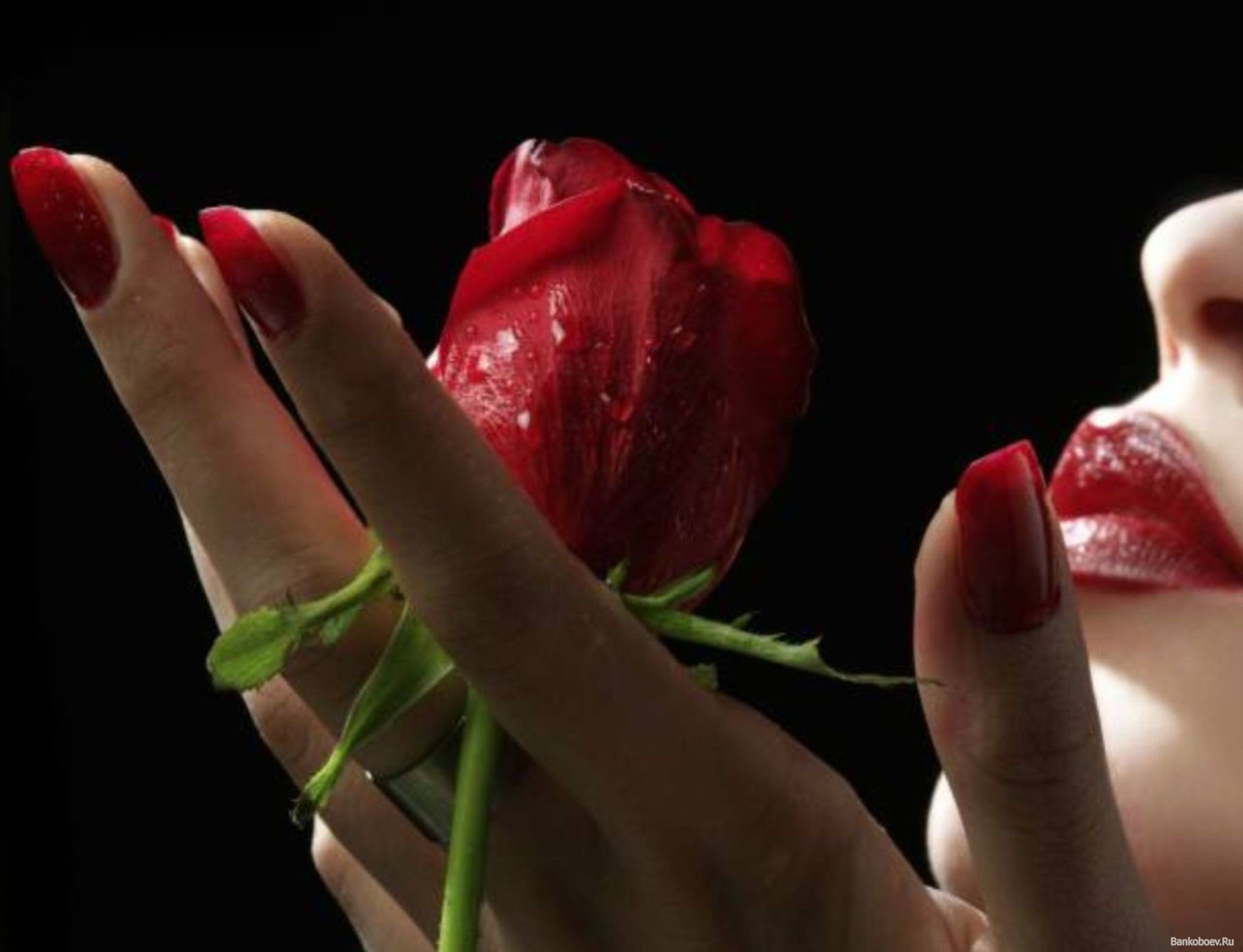 Страстный цветок. Девушка с розой. Девушка с розой в руках. Бутон розы в руке.