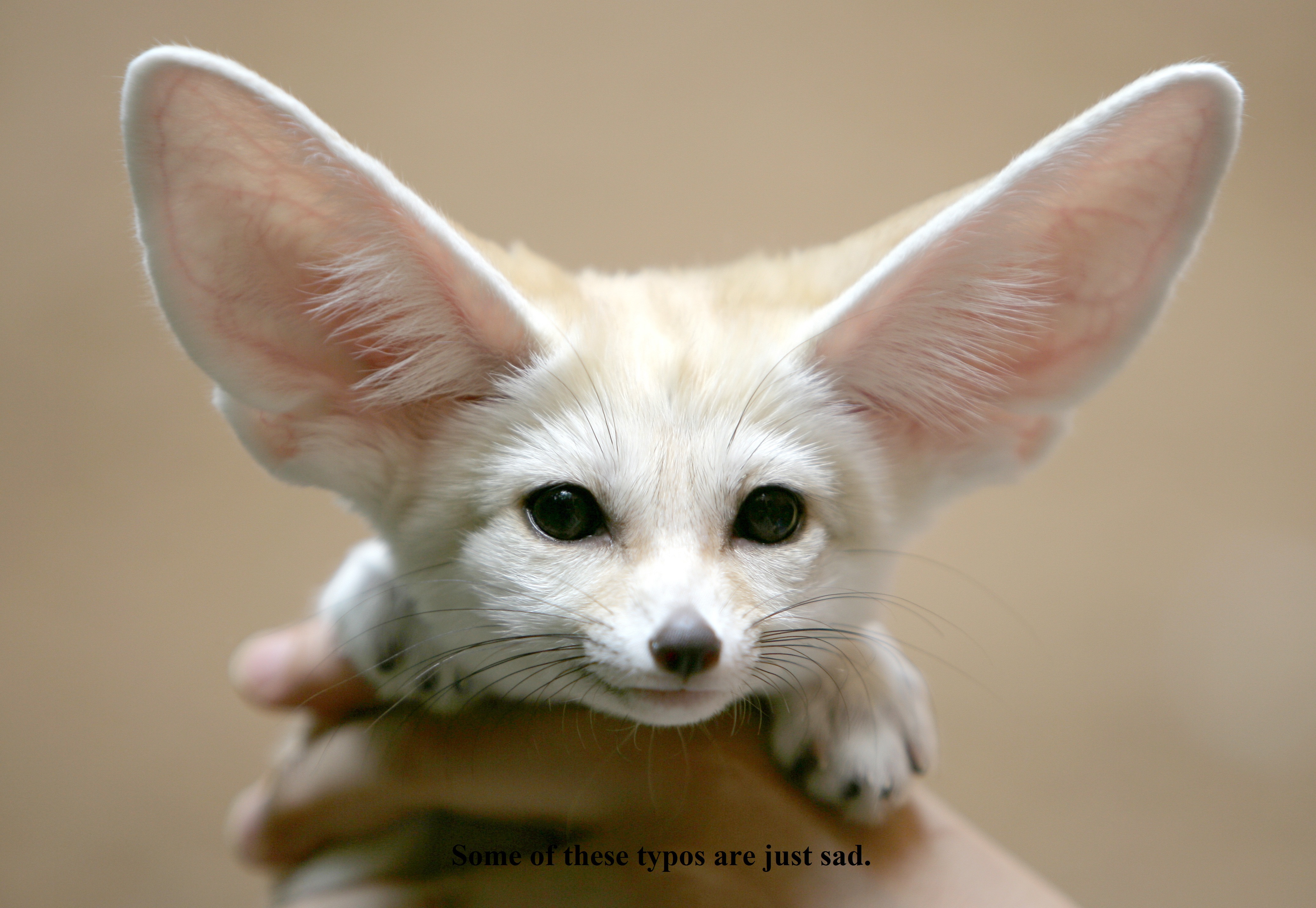 У мышей длинные уши