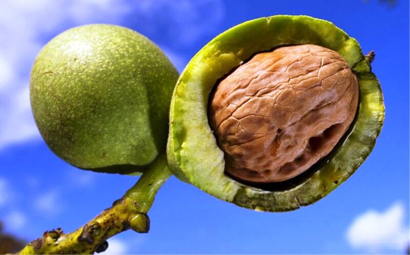 Walnut in Green Husk