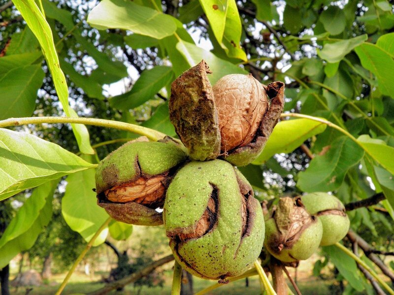 walnuts growing on a tree