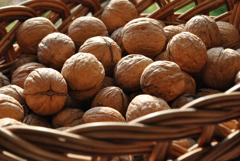 Walnuts in a Basket — Brown