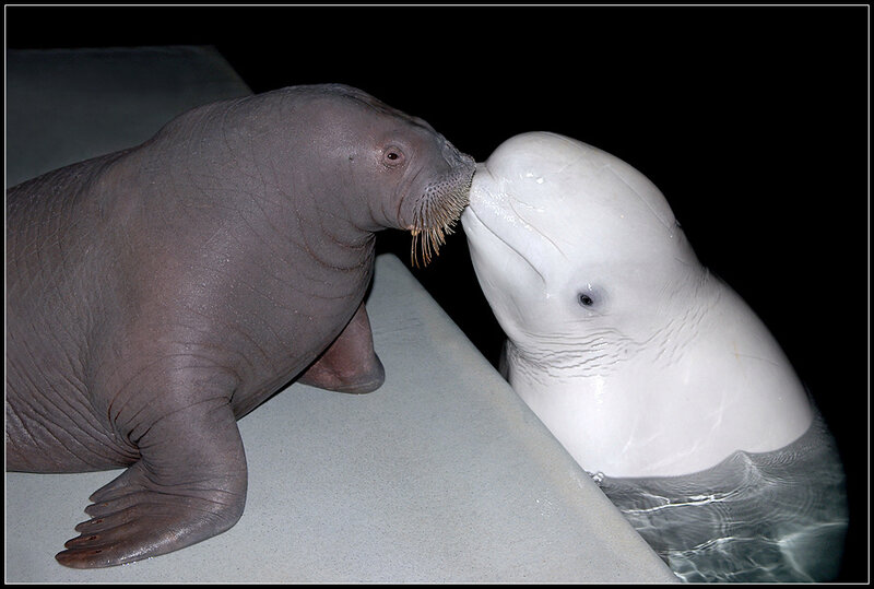 Walrus and Beluga Whale
