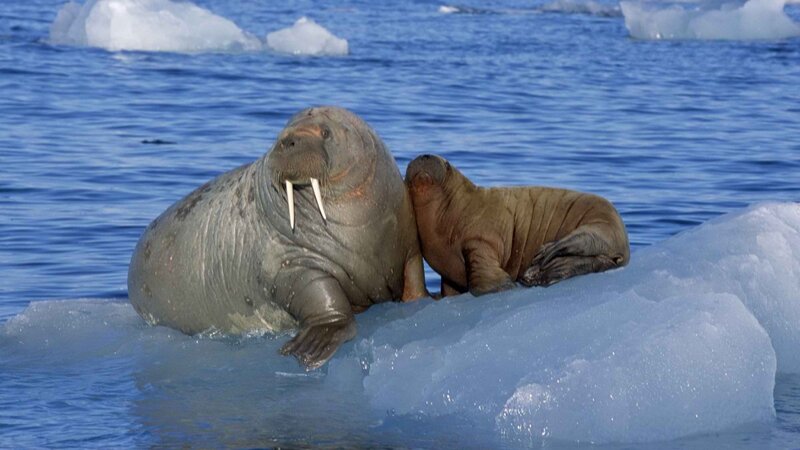 Walrus and calf on ice