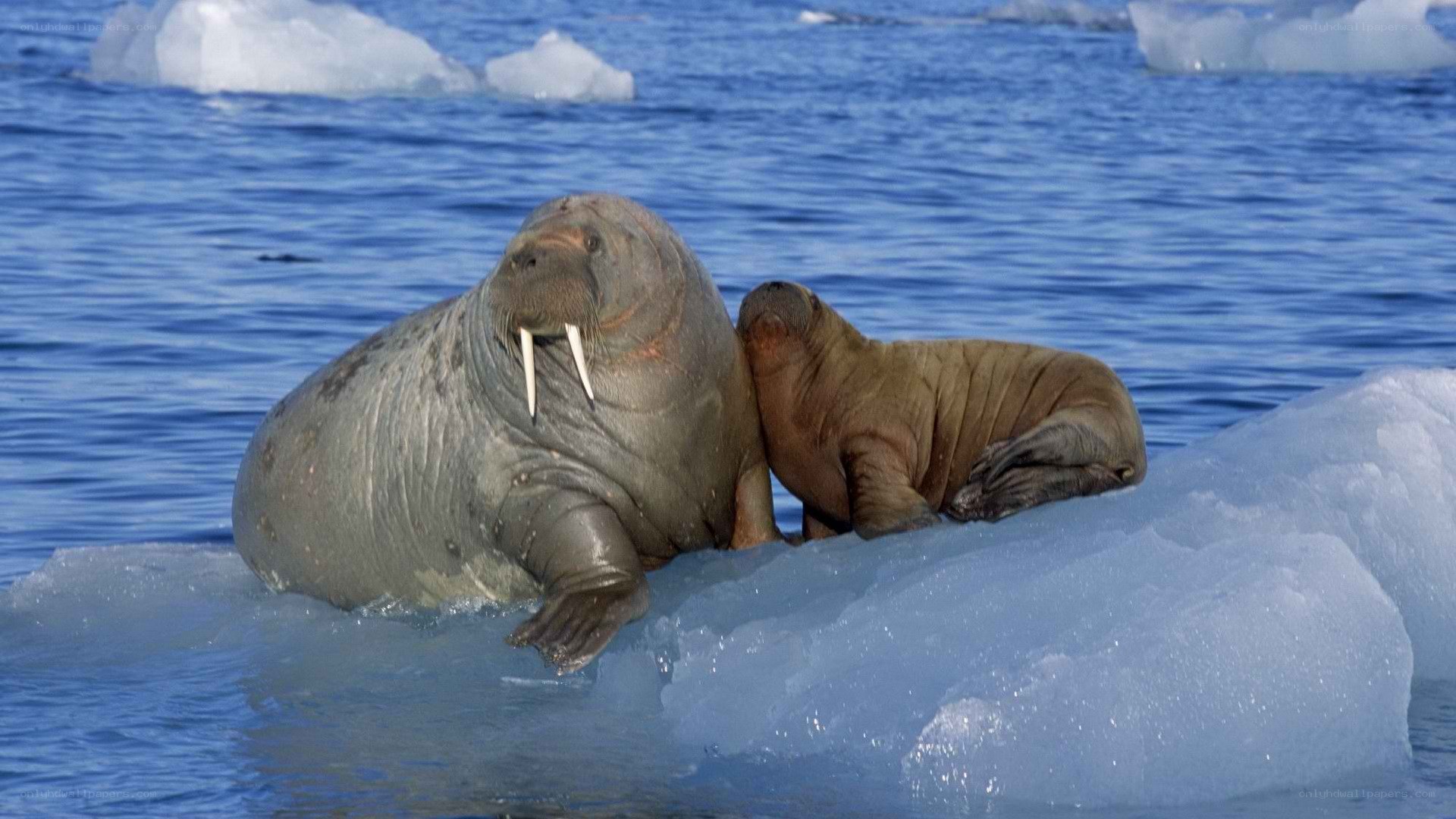 Walrus and calf on ice