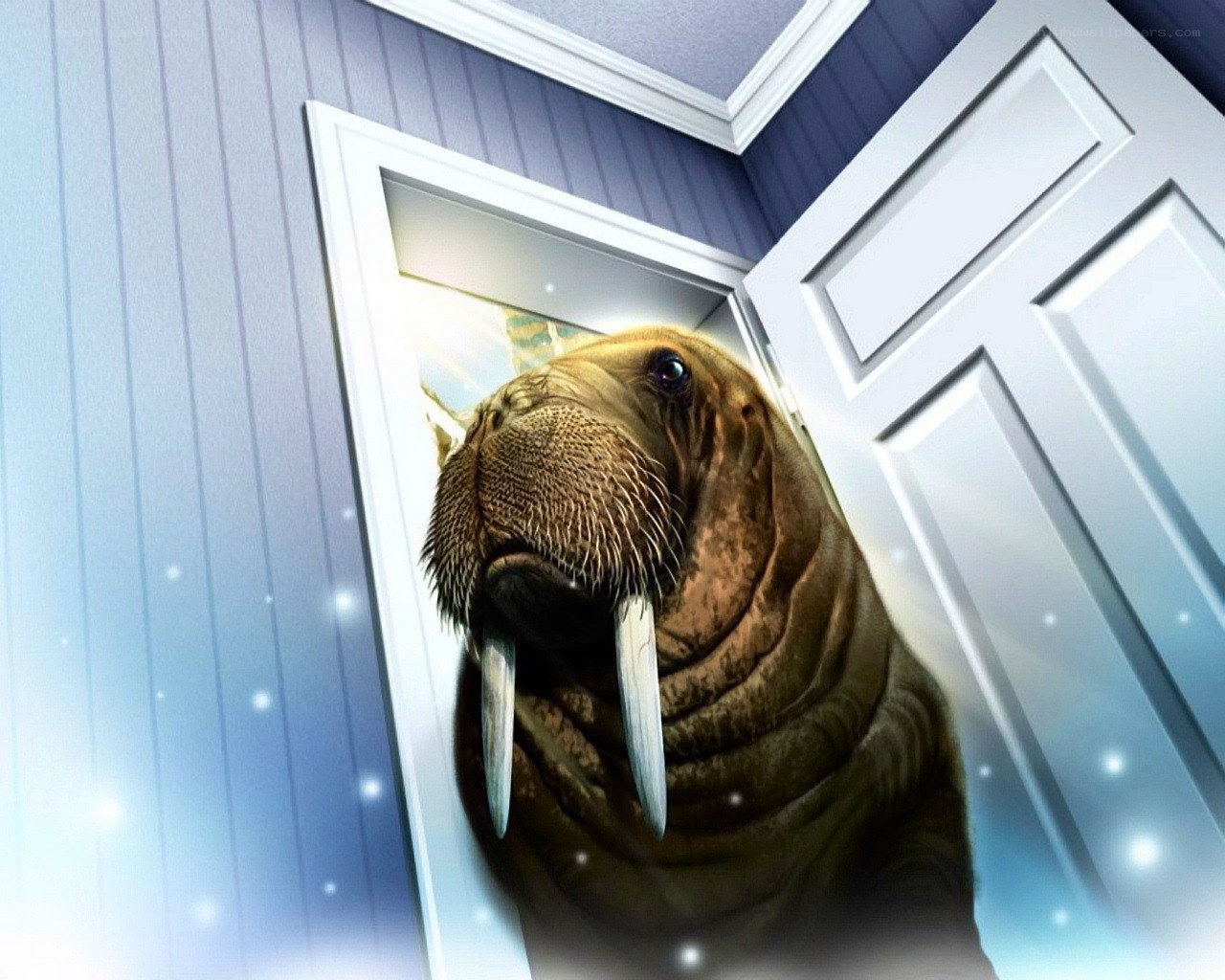 walrus at the door