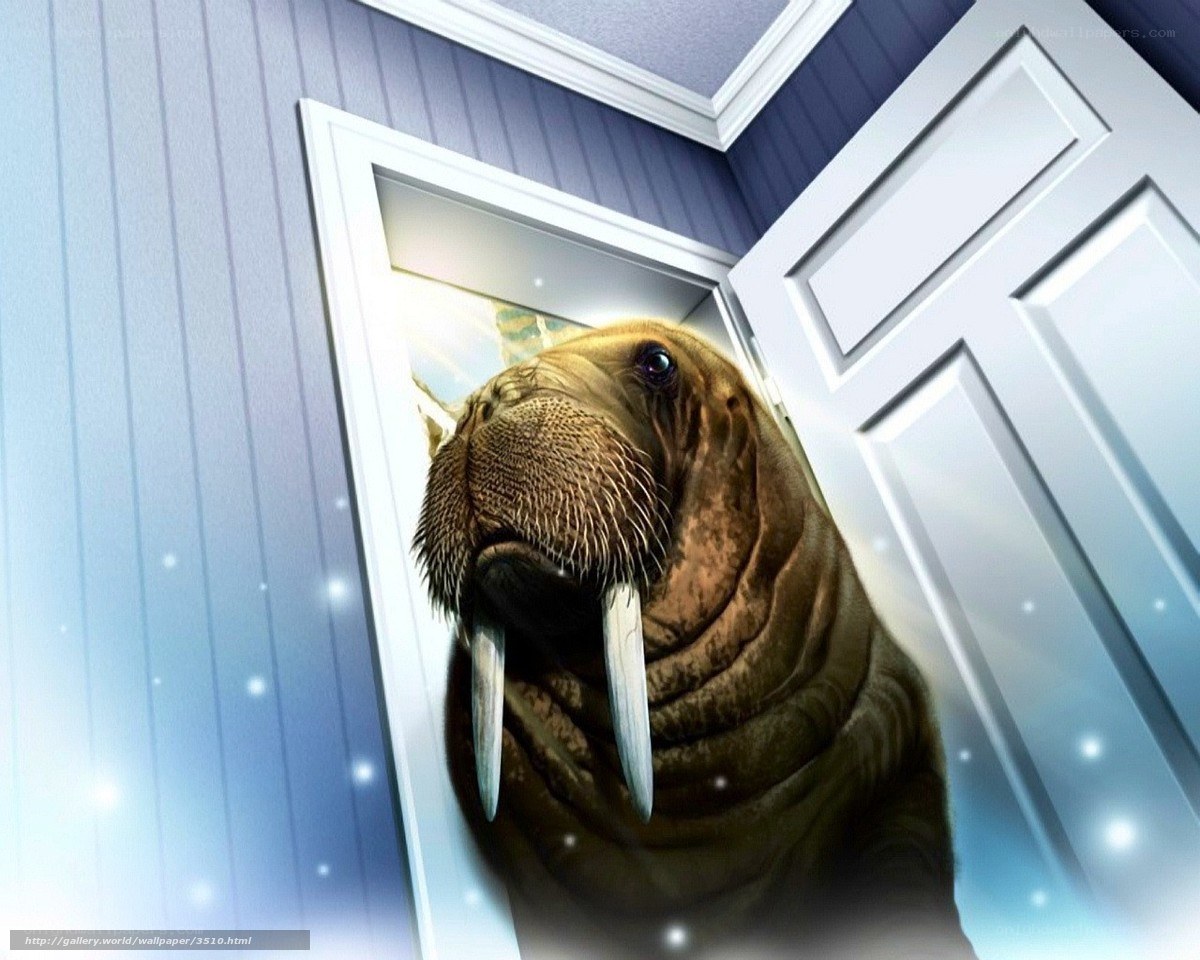 walrus at the door