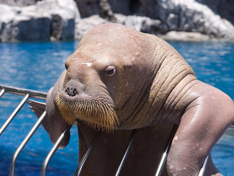 walrus at the poolside