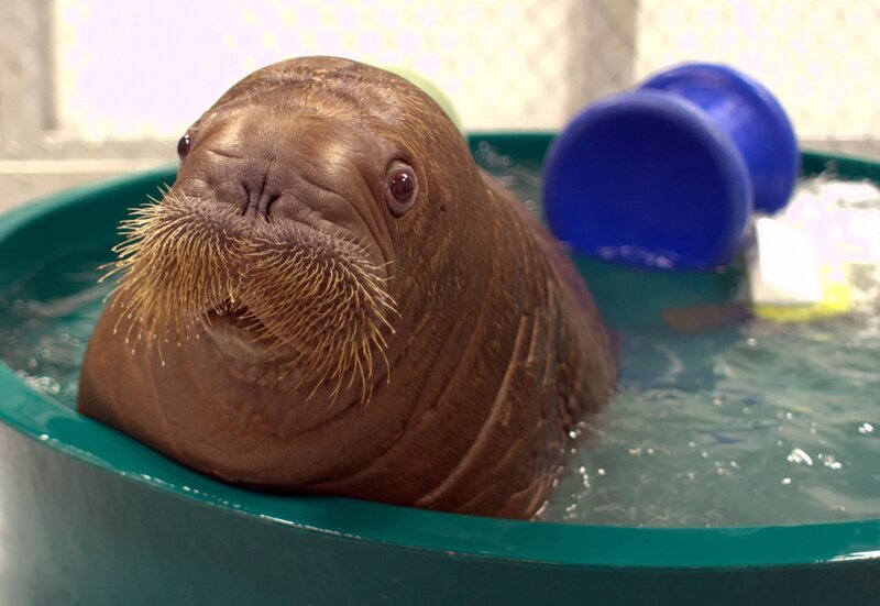 walrus in a pool
