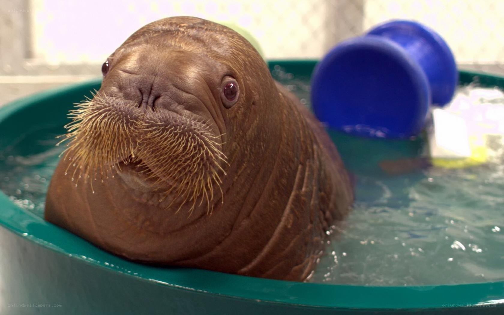 walrus in a pool