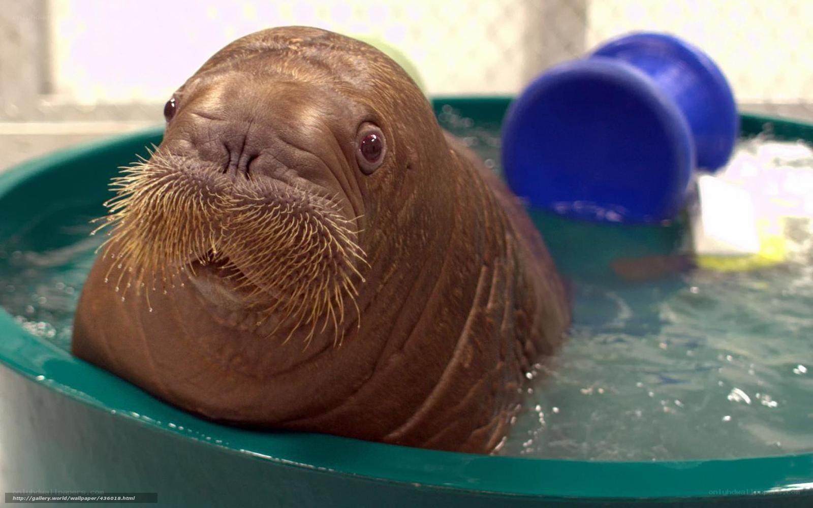 walrus in a tub