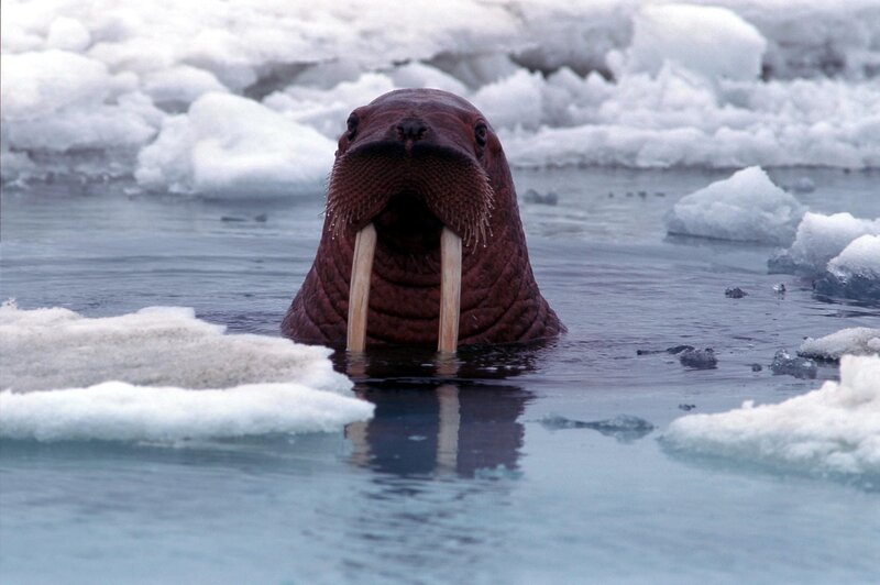Walrus in Icy Water — White