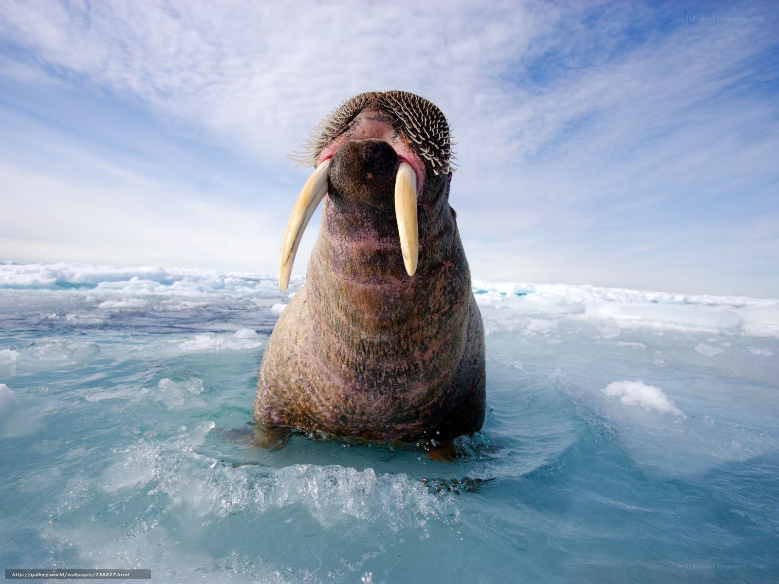 Walrus in icy water