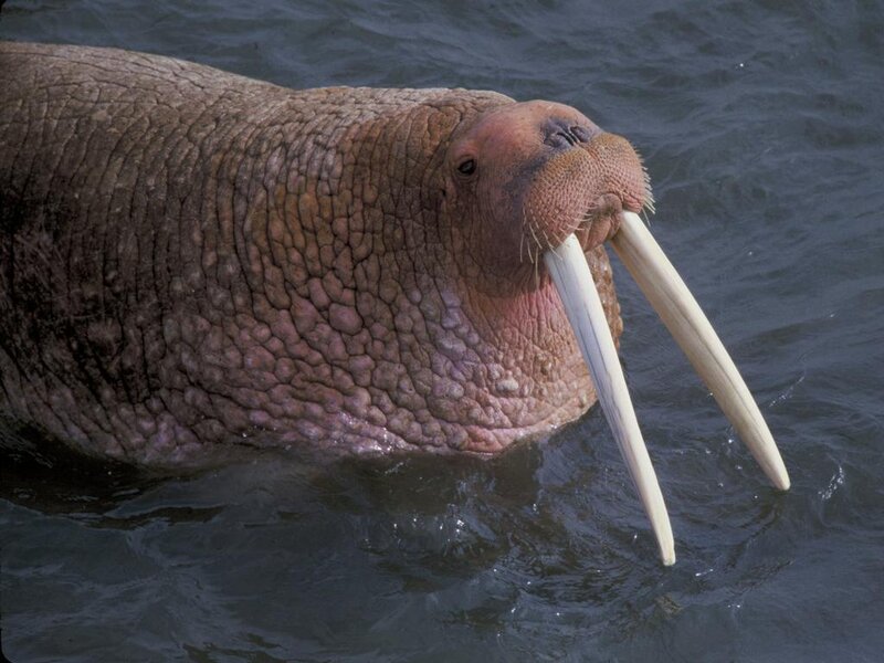 Walrus in the water