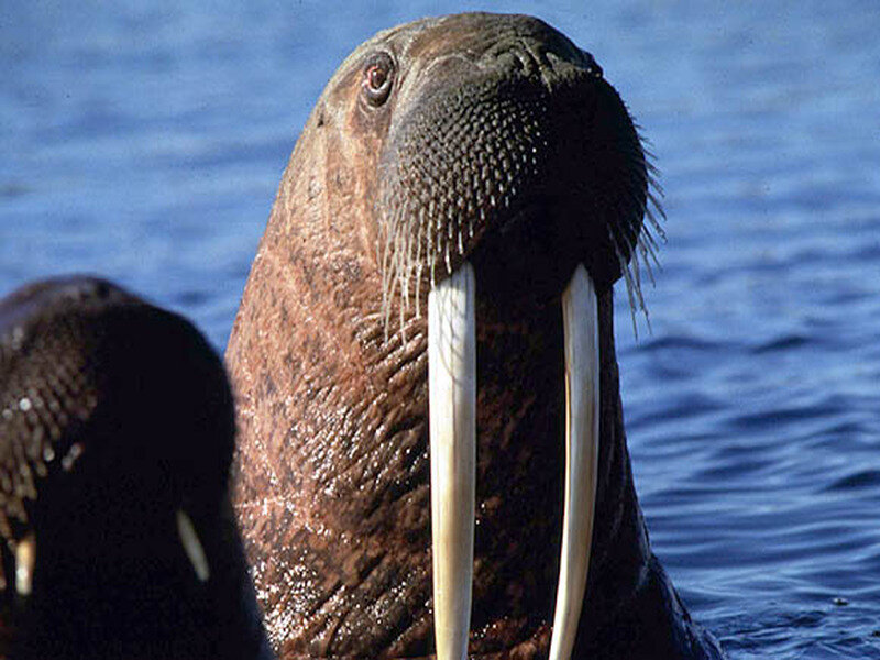 Walrus in Water — Brown