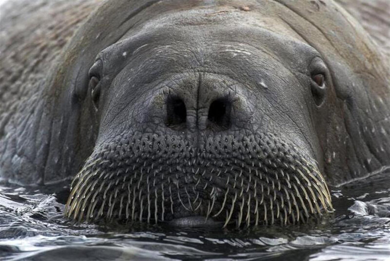 Walrus in Water — Gray