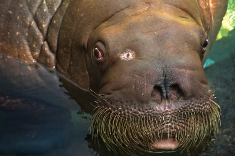 Walrus in Water