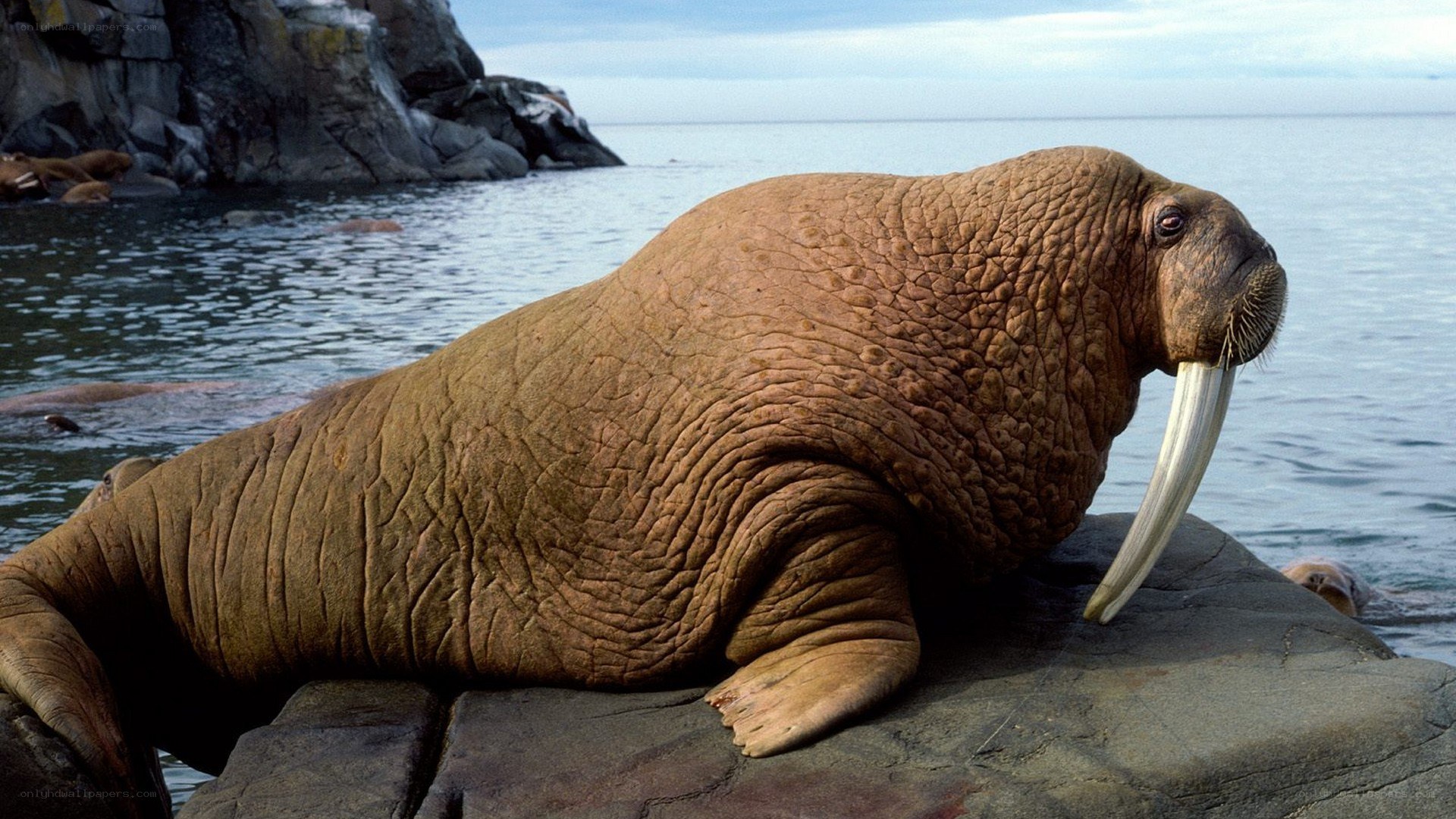 Walrus on a rocky shore