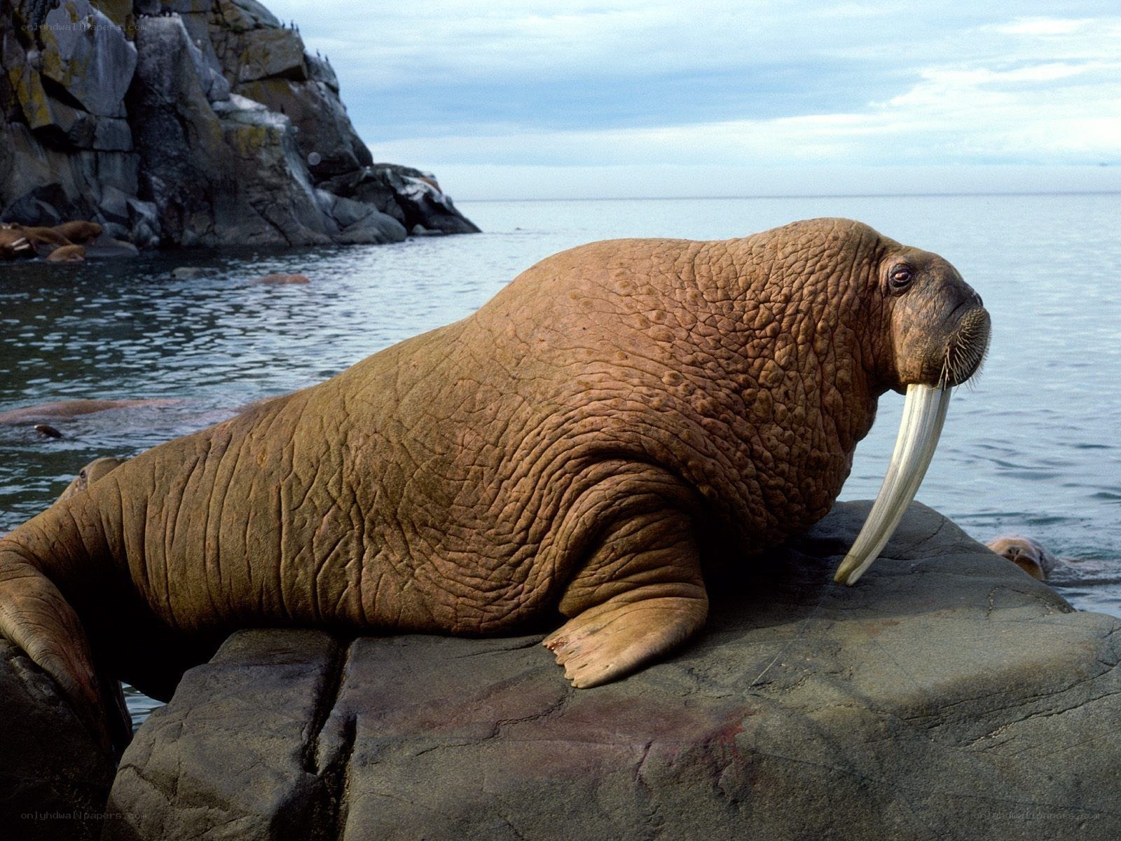 Walrus on a rocky shore