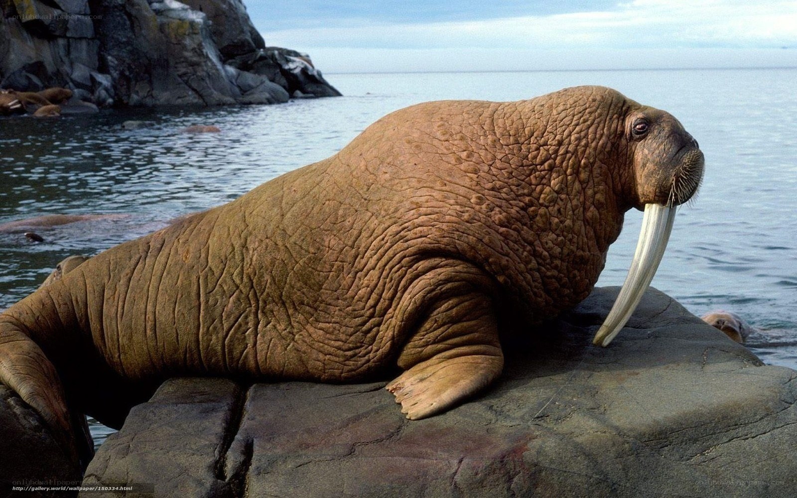 Walrus on a rocky shore