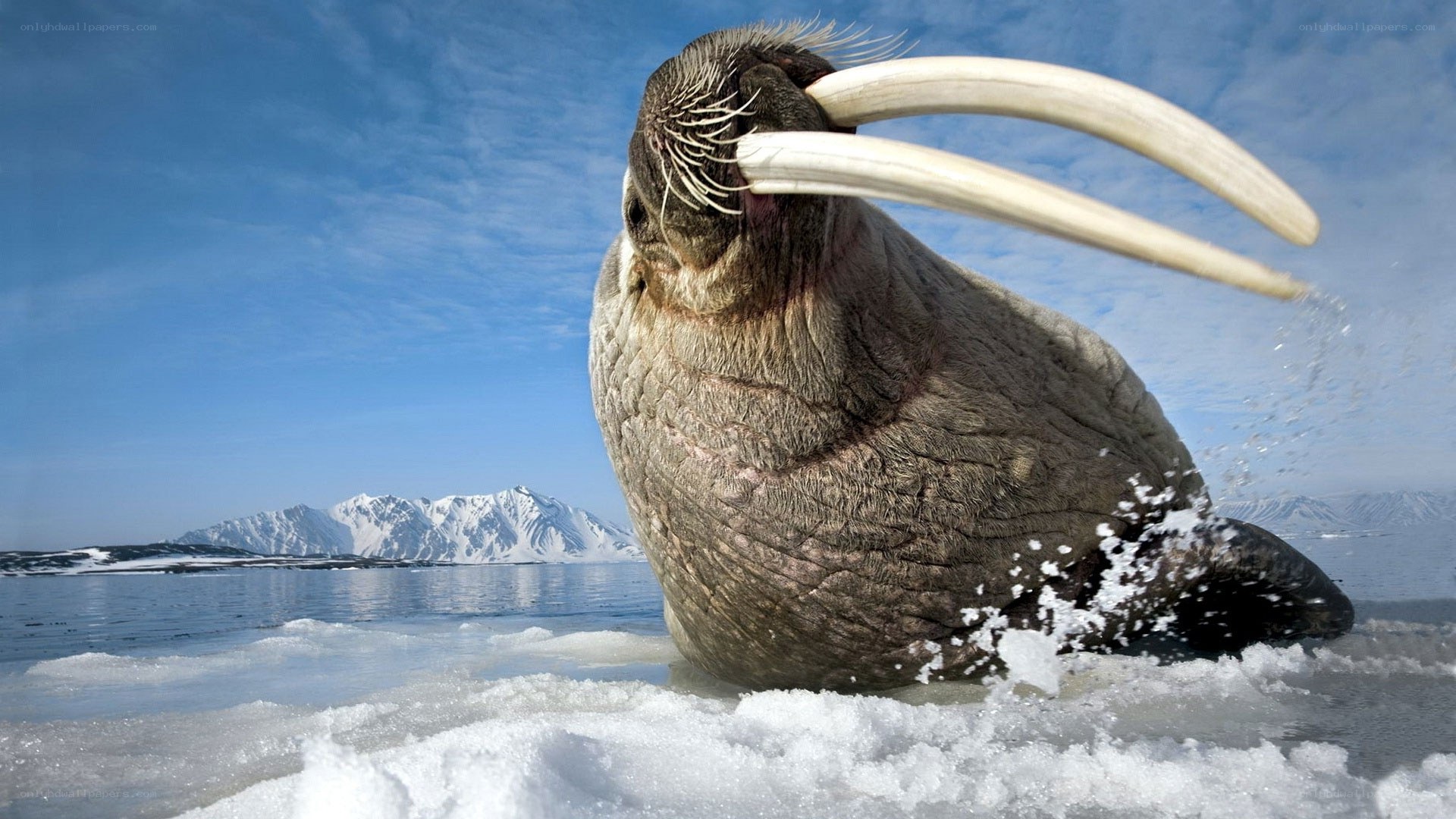 Walrus on Arctic ice