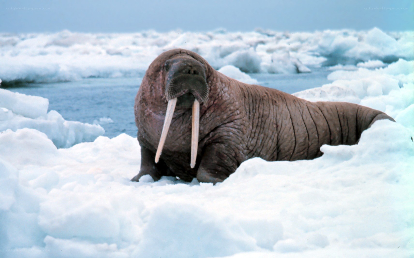 Walrus on Arctic ice