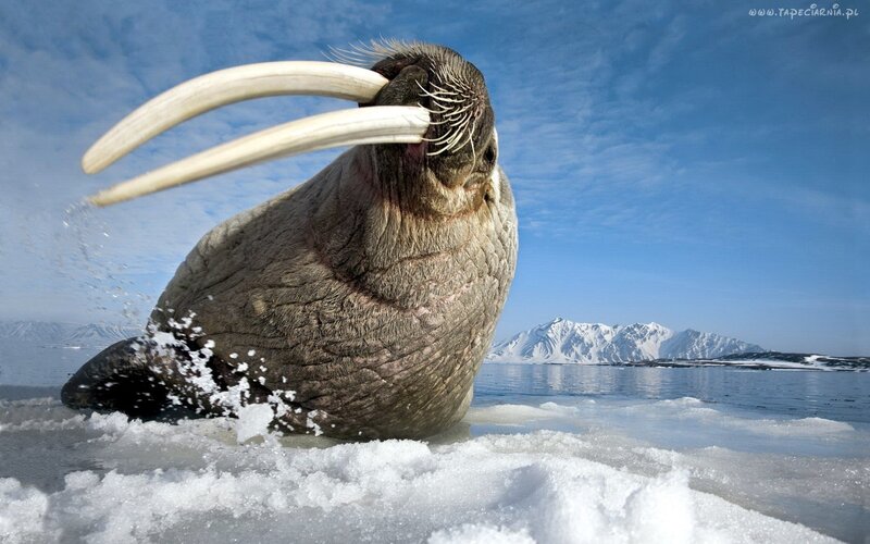 Walrus on Ice — Blue