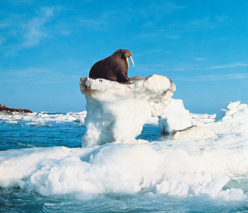Walrus on ice floe