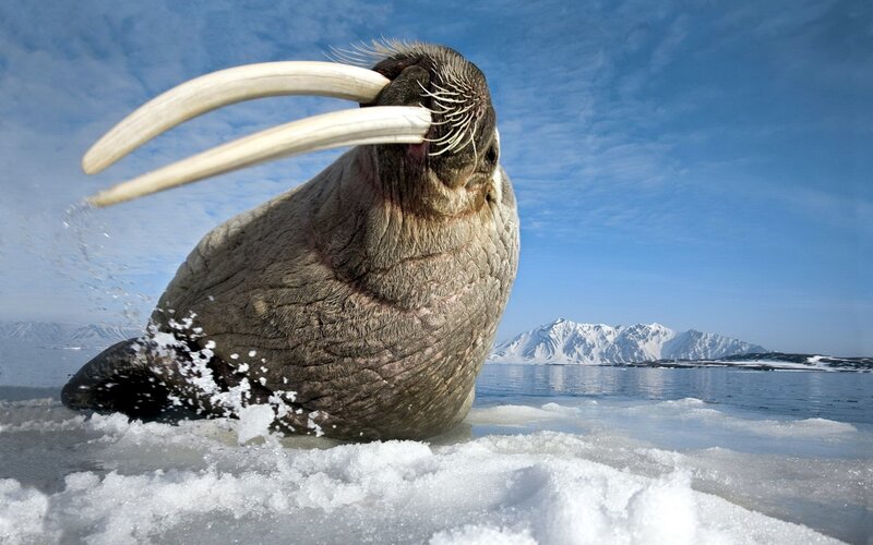 Walrus on ice in arctic