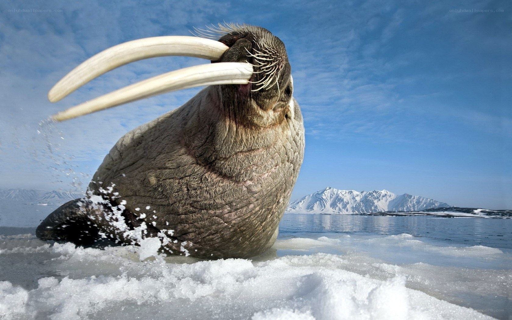 Walrus on ice in arctic