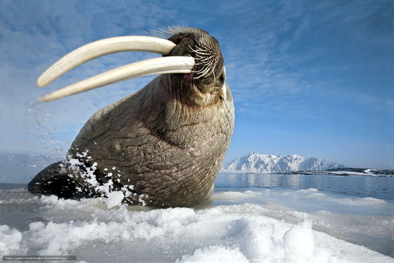 Walrus on icy shore
