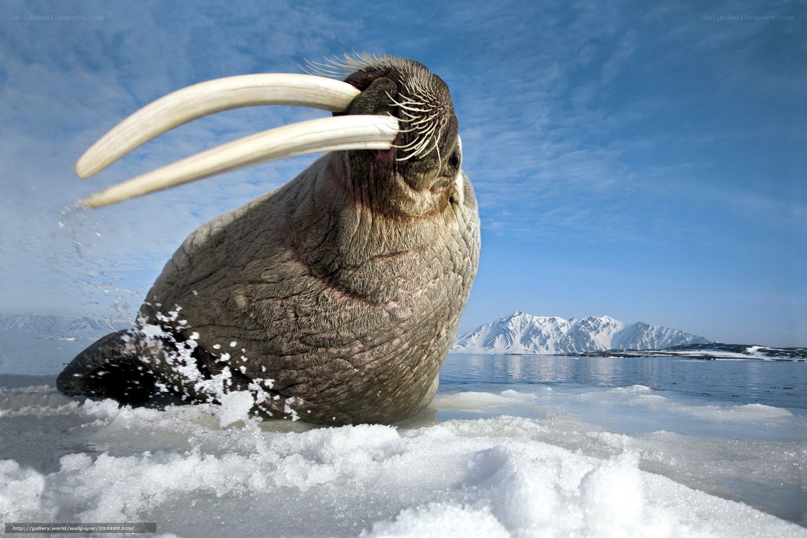 Walrus on icy shore