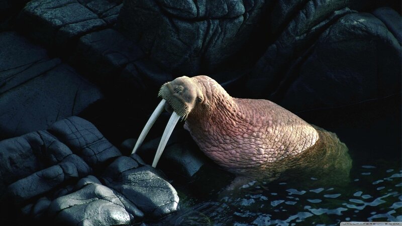 Walrus on Rocks